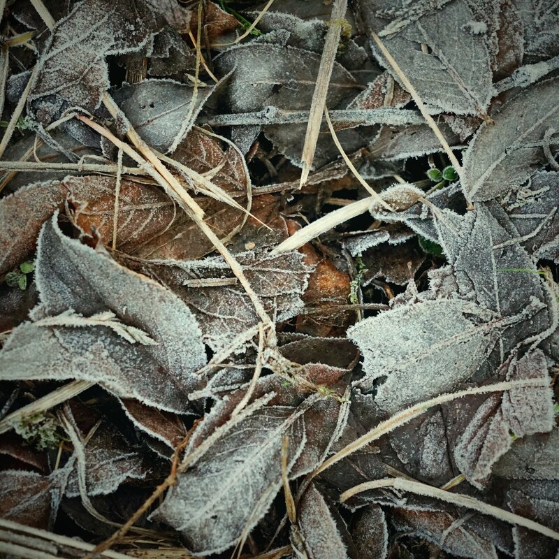 зимние сны - Андрей Литов