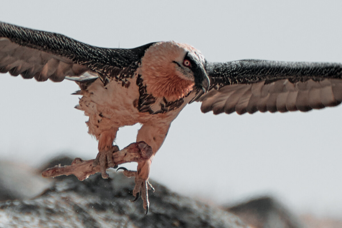 Бородач - Yudong Liu