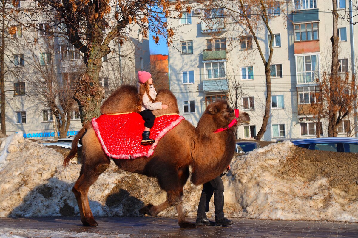 корабль пустыни на Вятских тротуарах - Владимир иванов