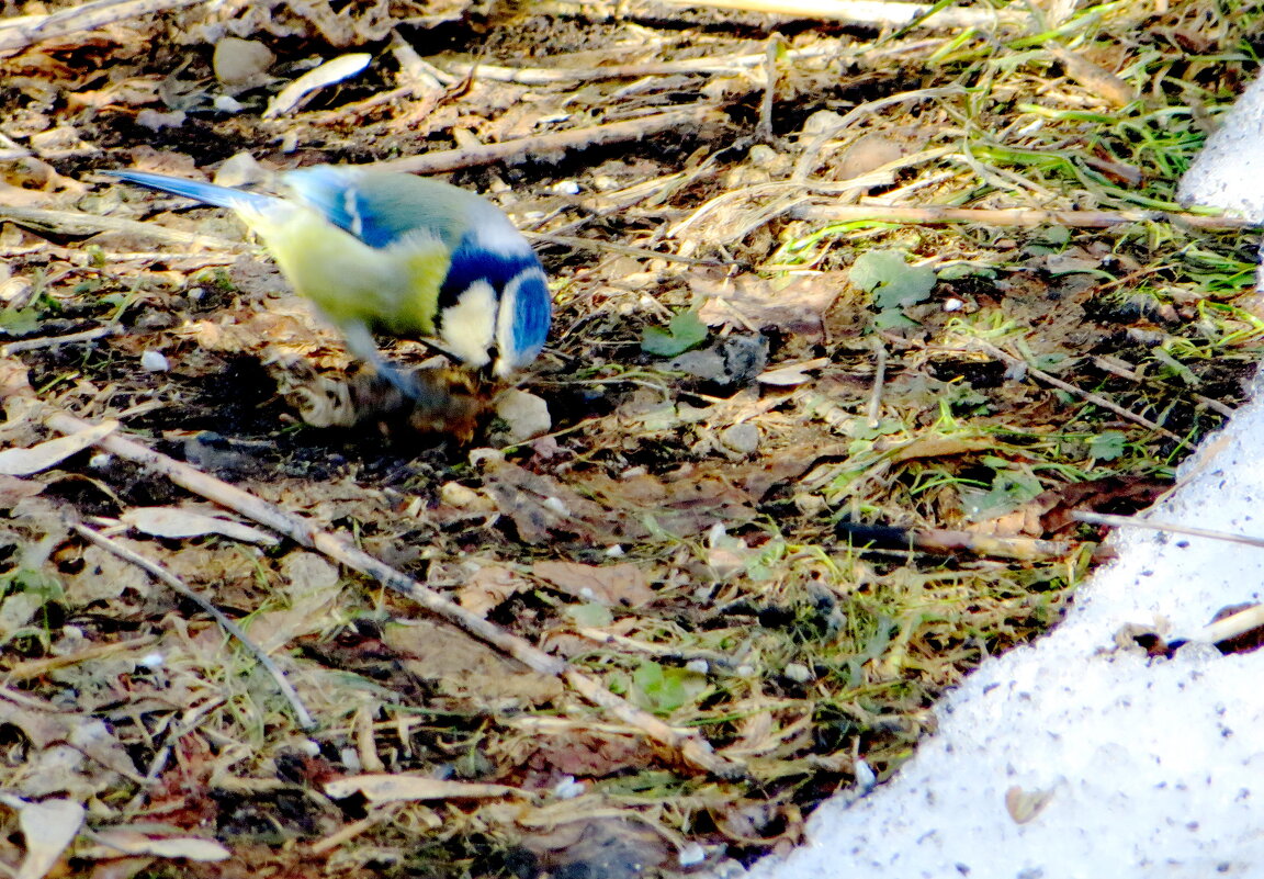 Еще один подснежник - лазоревка - Александр Чеботарь