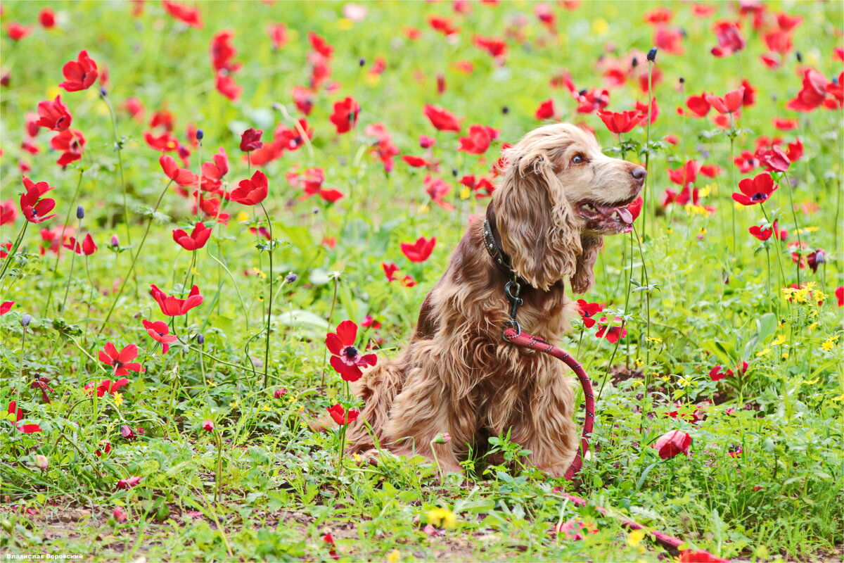 собака на прогулке 2026 - Владислав Воровский 