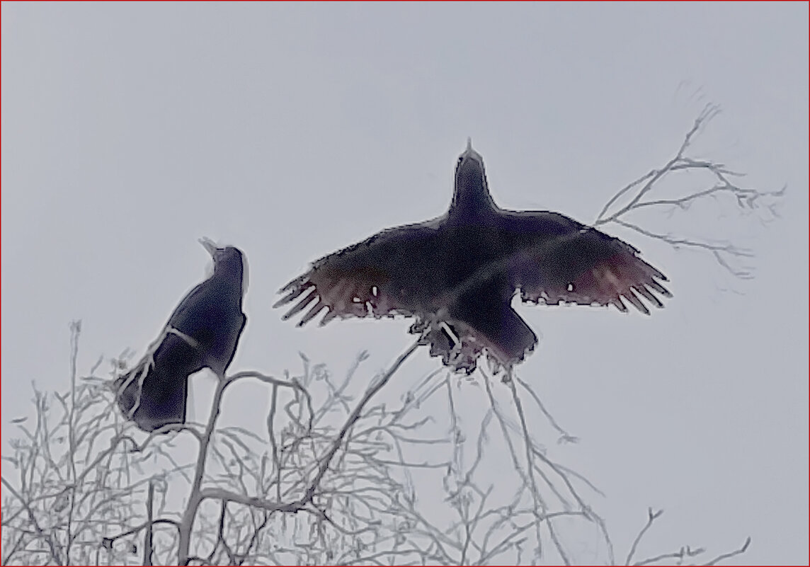 Конкуренты. - Валентина  Нефёдова 