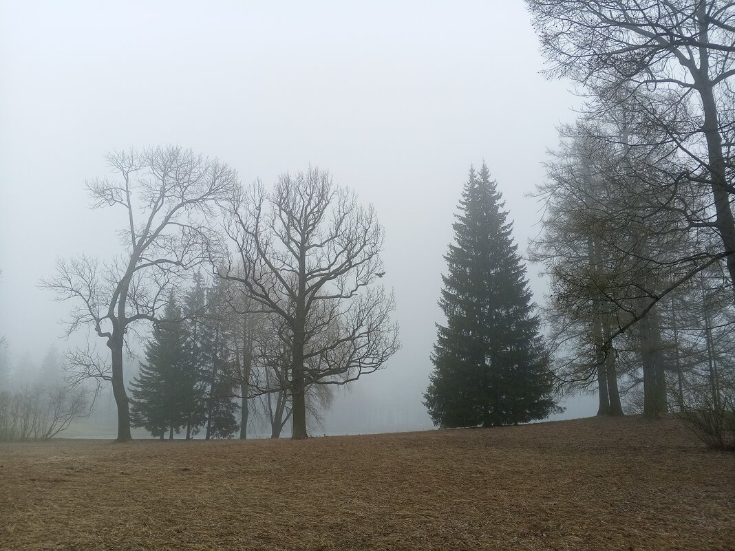 Туман - Сапсан 