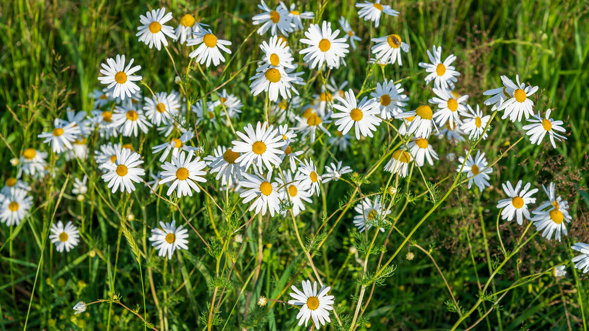Середина лета - Владимир Лазарев