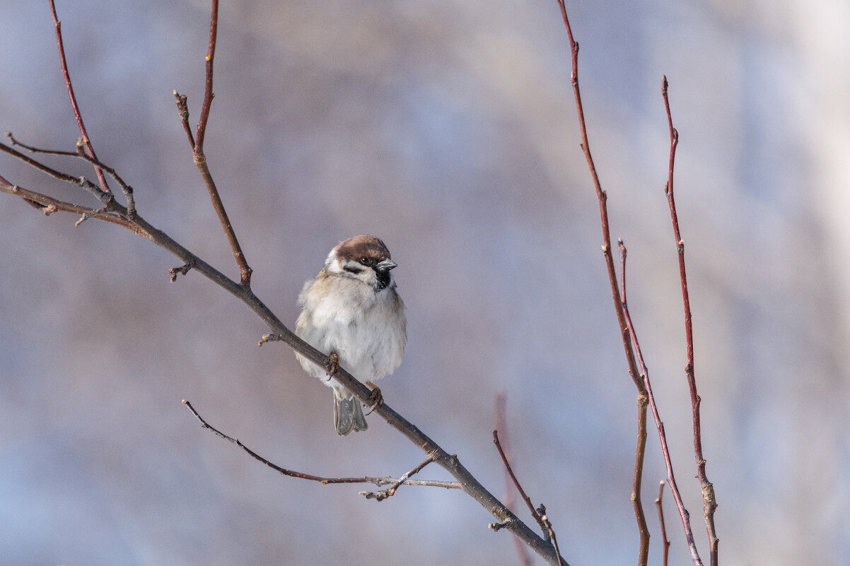 *** - Виктор Иванович Чернюк