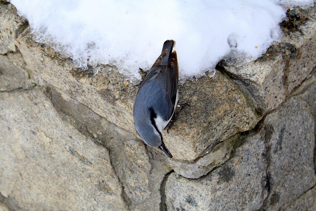 Поползень - житель горы Церковка - Татьяна Лютаева