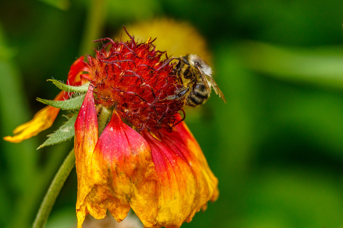 Успеть собрать. - Евгений Голубев