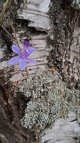 зарисовка - Елена Шаламова