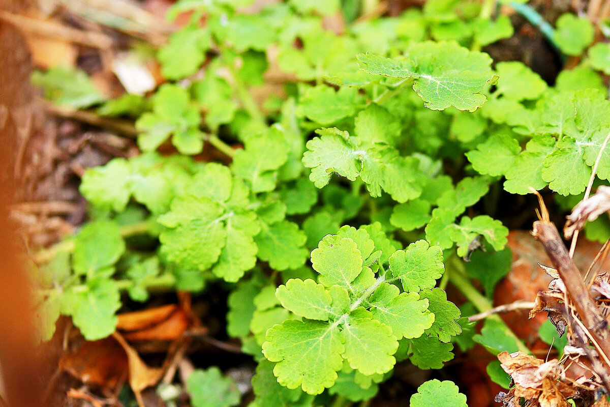 Весна - Юрий Гайворонскiий Весна - Юрий Гайворонскiий