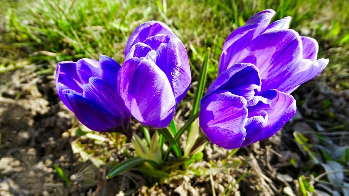 Крокусы на городской клумбе. - Милешкин Владимир Алексеевич Крокусы на городской клумбе. - Милешкин Владимир Алексеевич