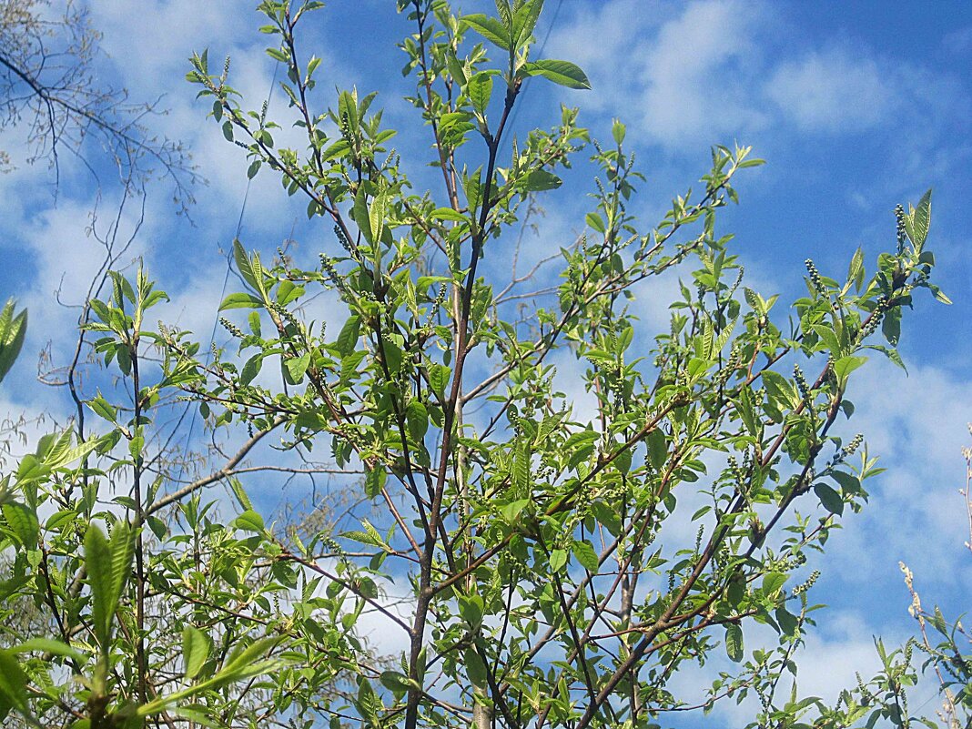 Весна - Елена Семигина