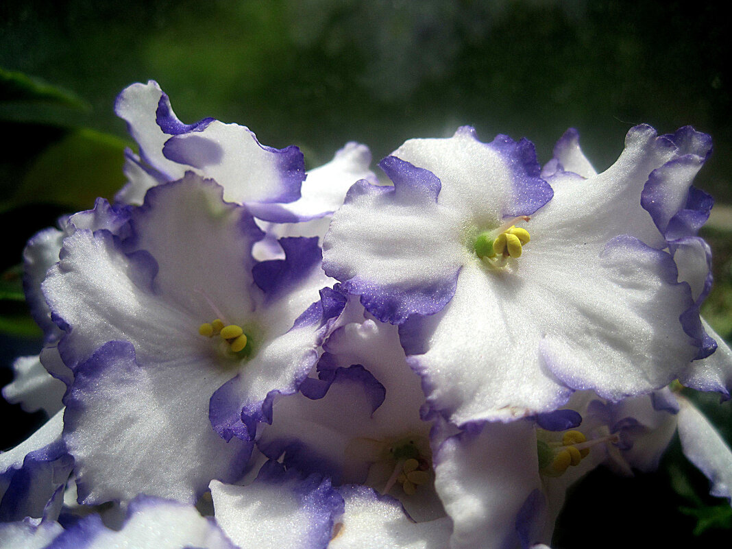 Фиалки - Елена Семигина Фиалки - Елена Семигина