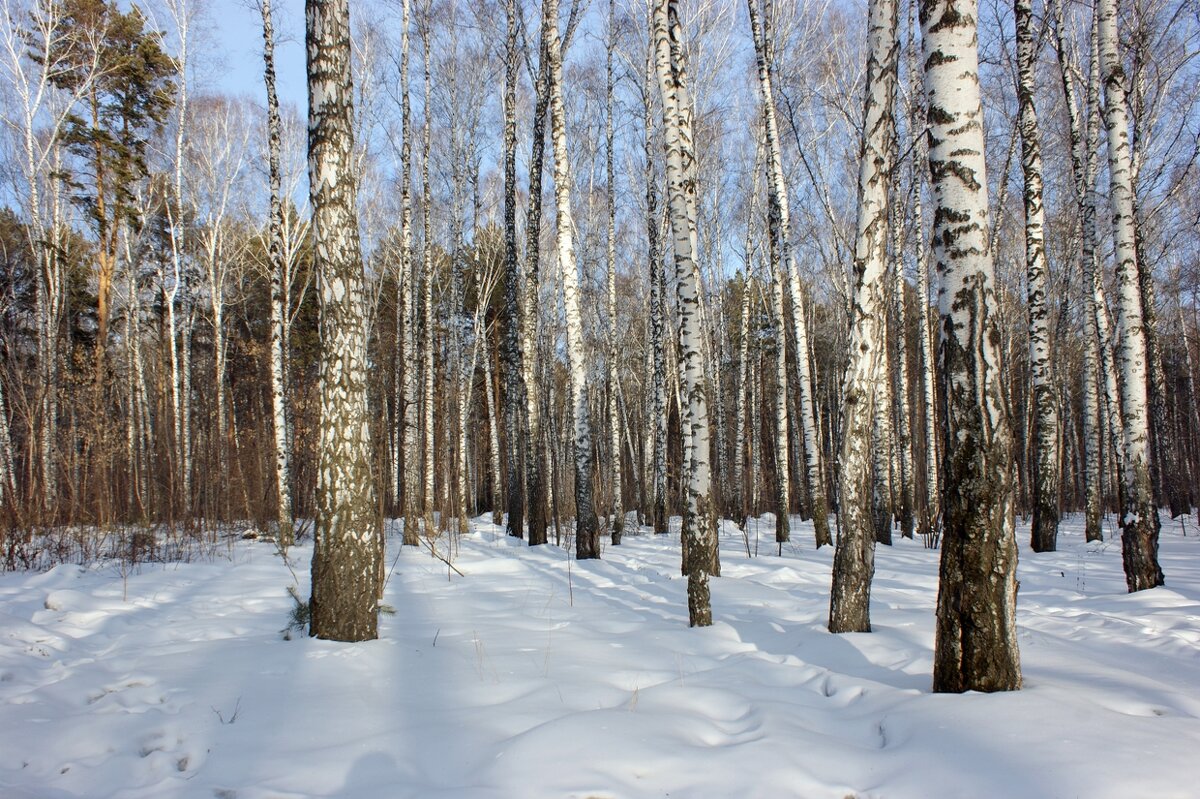 Мартовским днем в парке - Галина Нестратова Мартовским днем в парке - Галина Нестратова