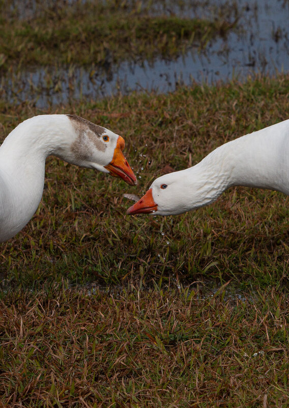 Нежность. Гуси - Виктор Нежность. Гуси - Виктор
