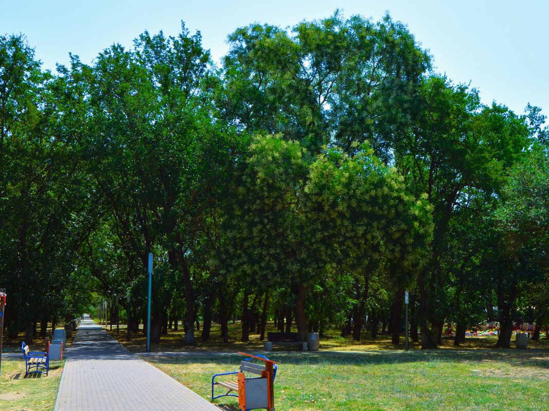 Керчь. Цветёт софора в Комсомольском парке. - Пётр Чернега Керчь. Цветёт софора в Комсомольском парке. - Пётр Чернега