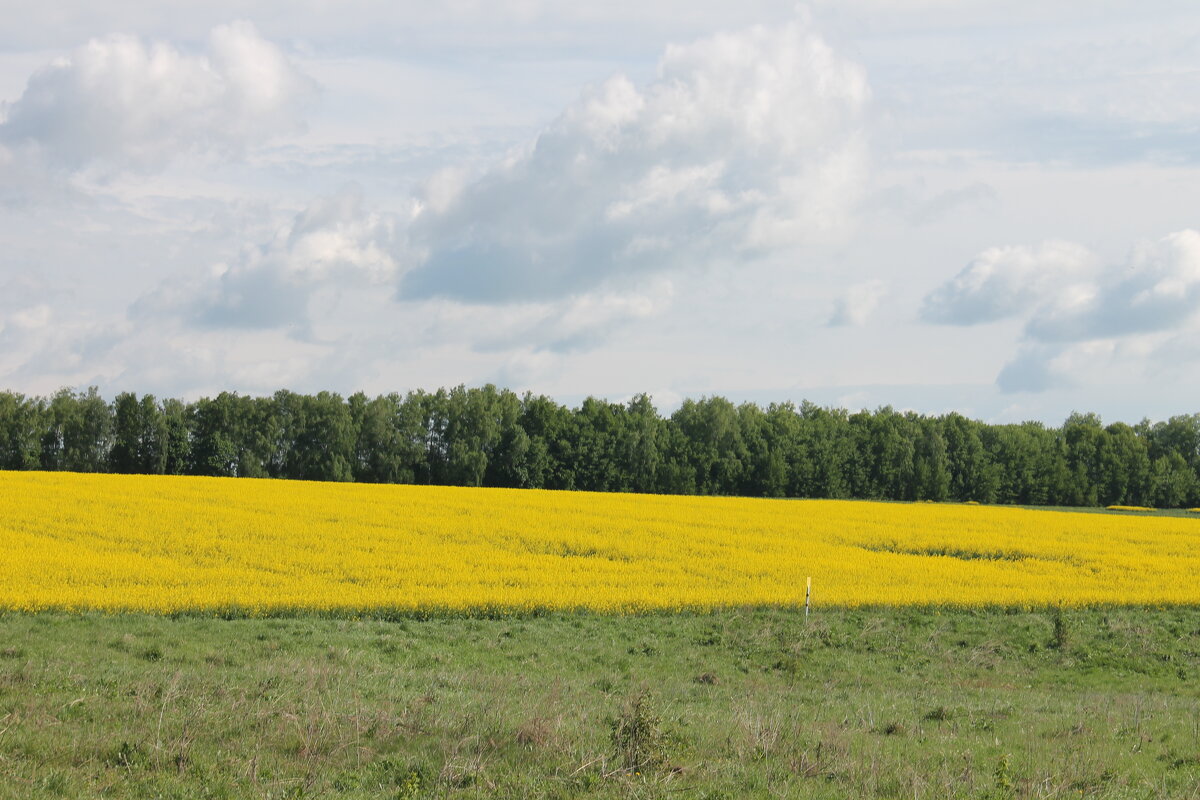 МАЙСКОЕ ЦВЕТЕНИЕ РАПСА - Валентина 