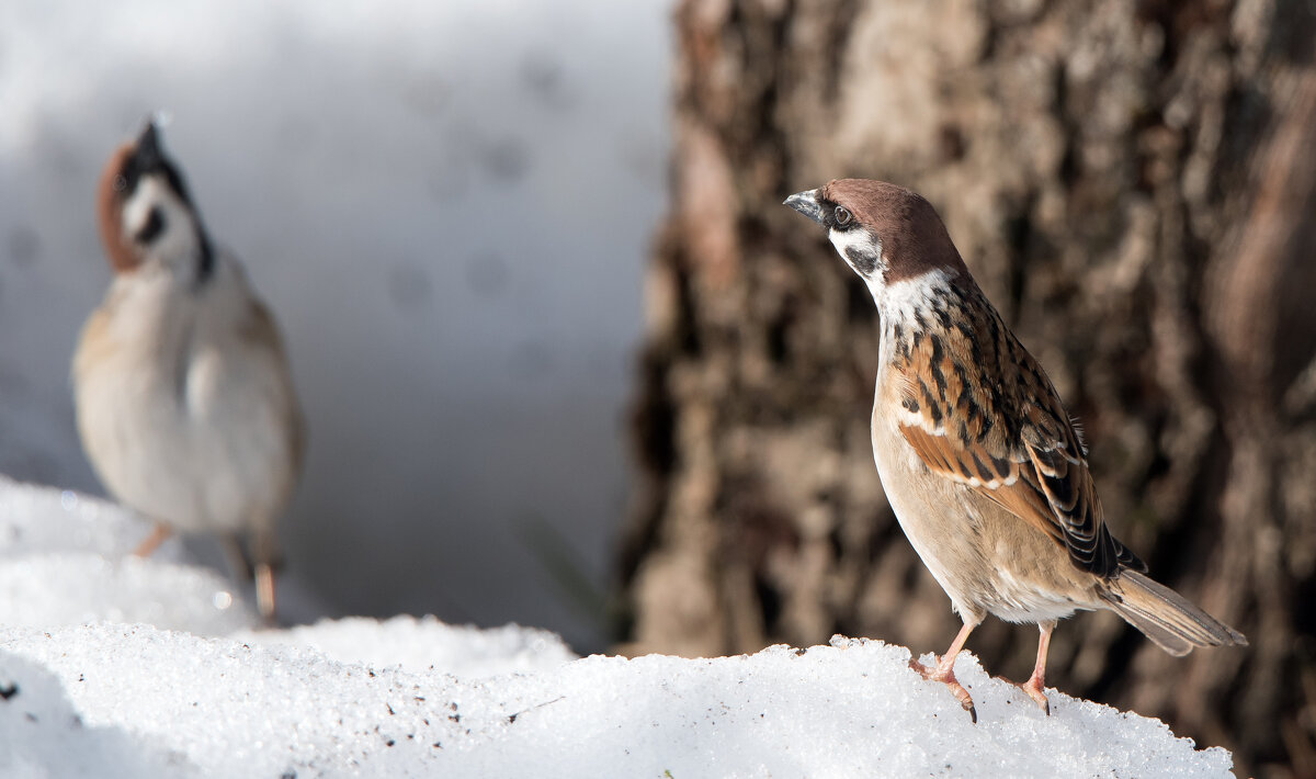 *** - Владимир Безбородов