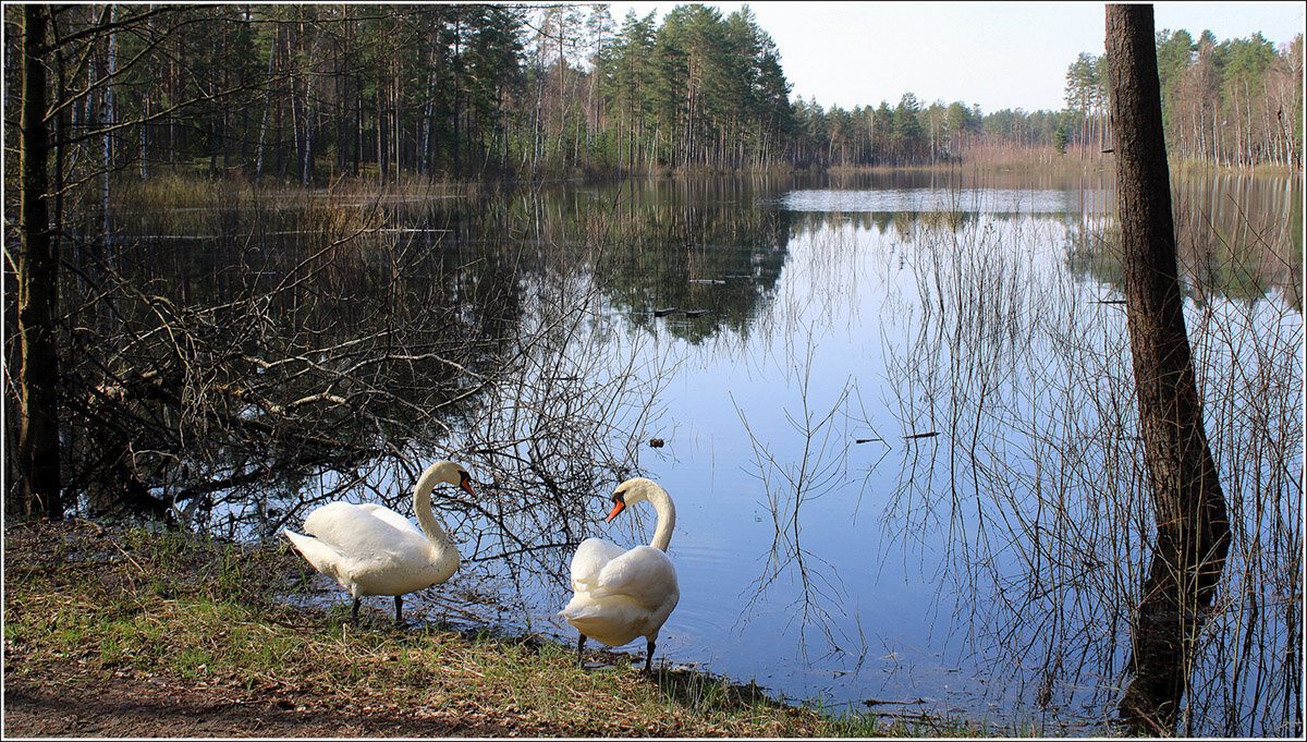 *** - Aleksandr Gal *** - Aleksandr Gal