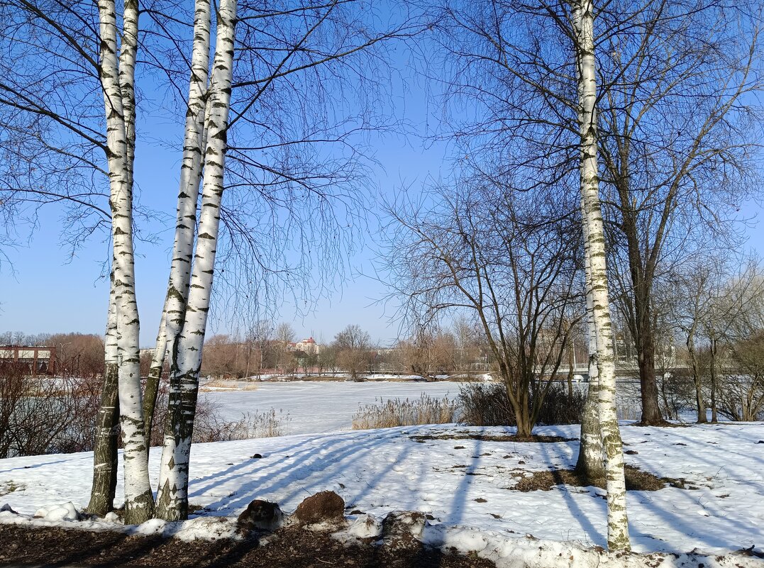 Этюд с берёзками - Мария Васильева