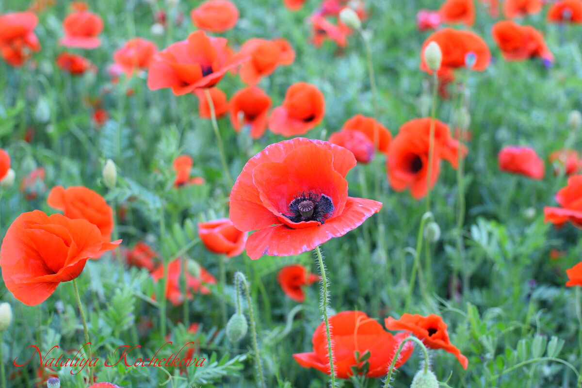 Природа Крыма - Изумительная Космея