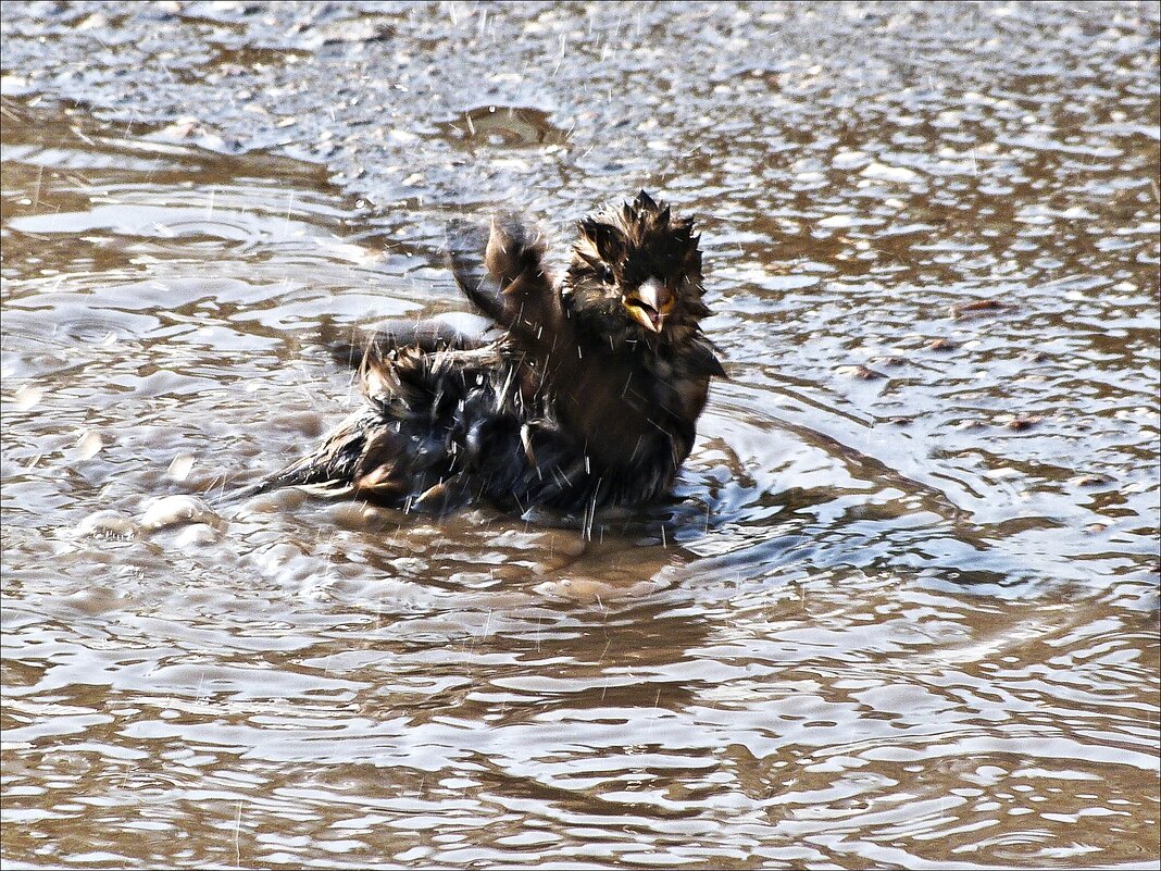 Куп-куп... - Валентина * Куп-куп... - Валентина *