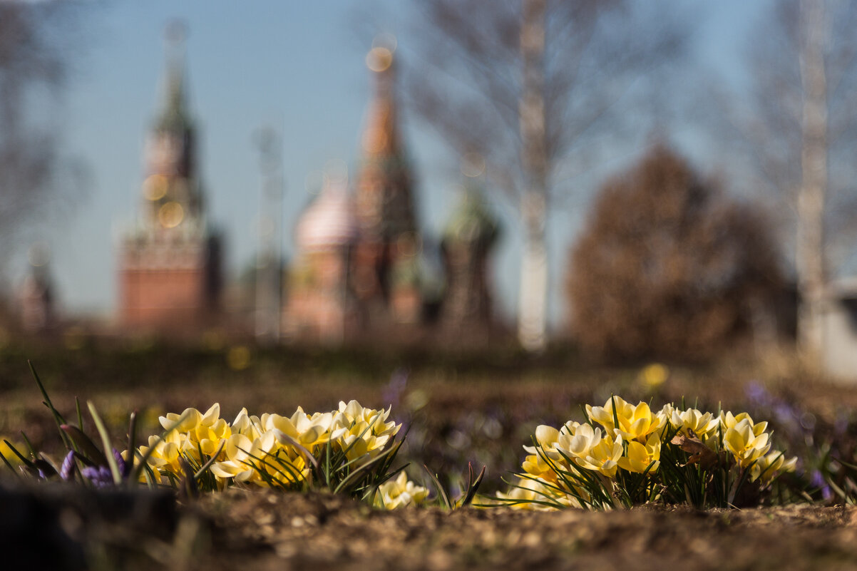 Крокусы Зарядья - Игорь Шевченко