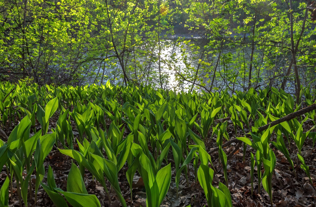 На берегу реки - Наталья Димова На берегу реки - Наталья Димова