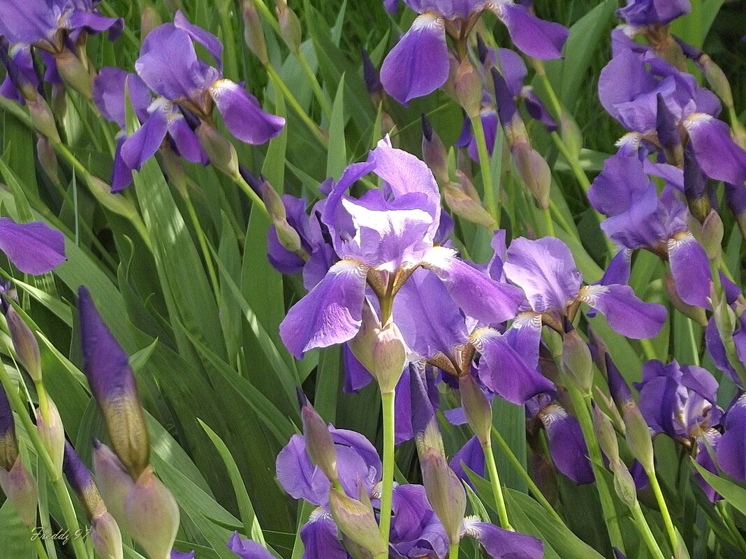 Ирисы - Freddy 97