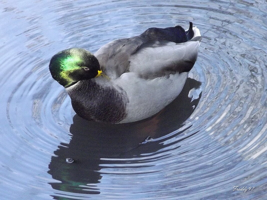 Селезень - Freddy 97