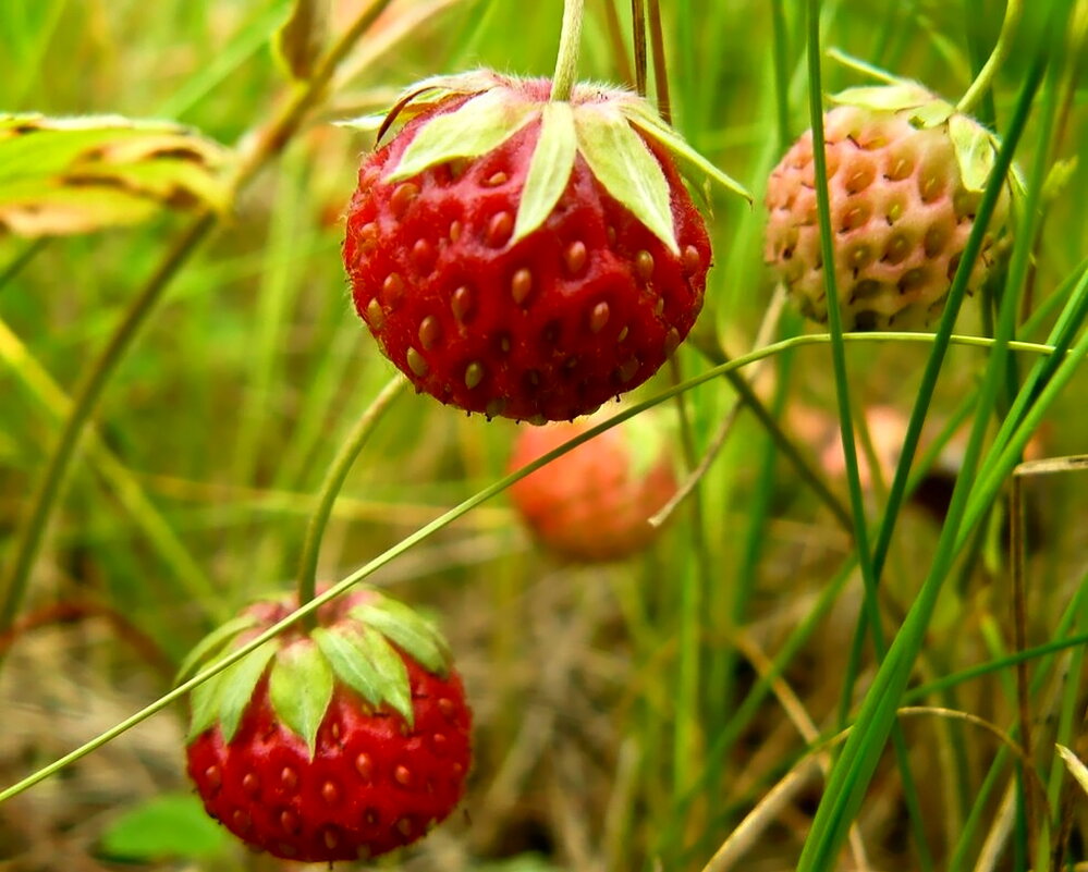 ...вкус лета... - Александр Герасенков