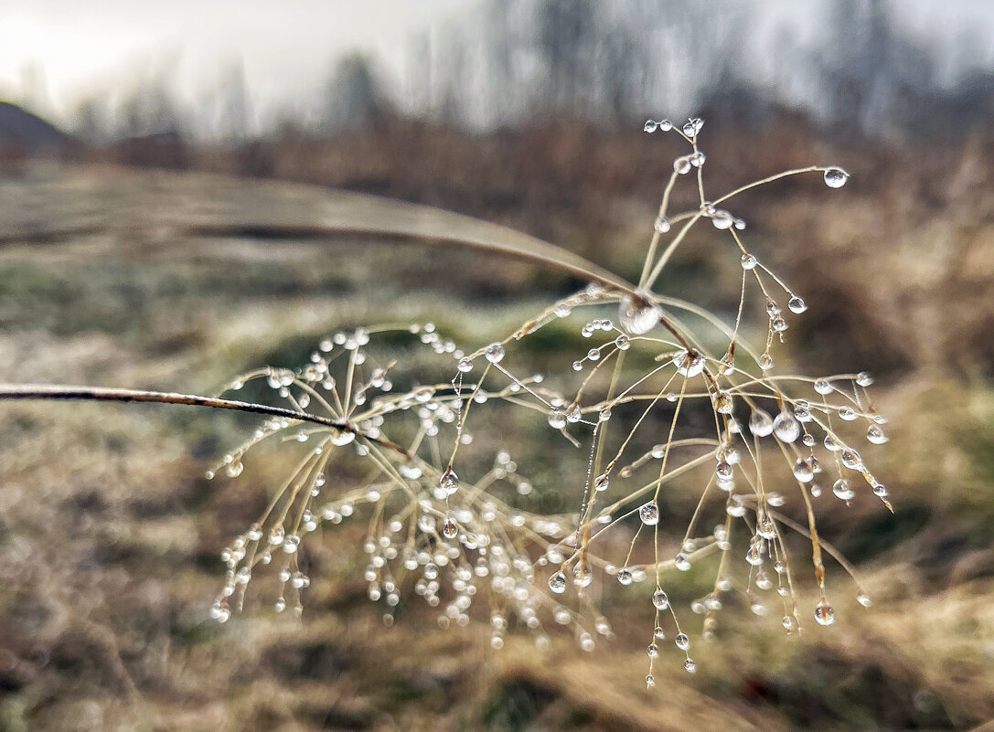Утренние капельки - Дмитрий Иванов