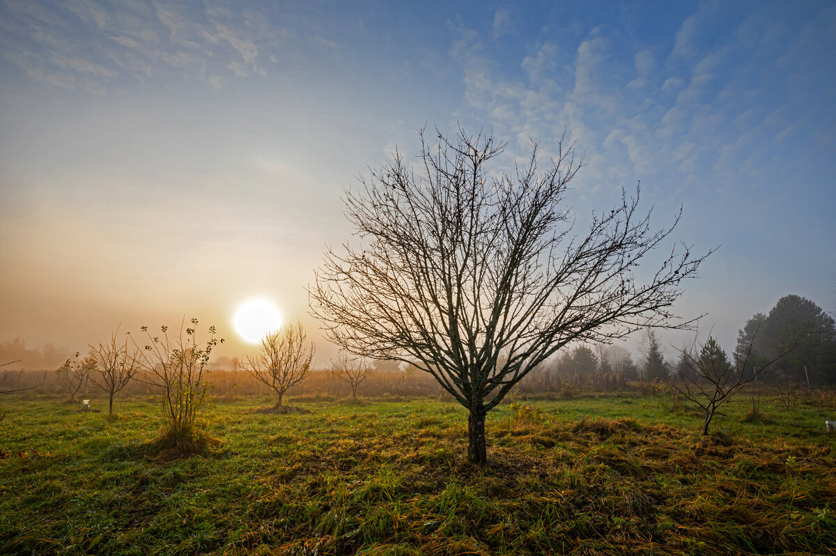 Таинственный сад - Crazy Bee Таинственный сад - Crazy Bee