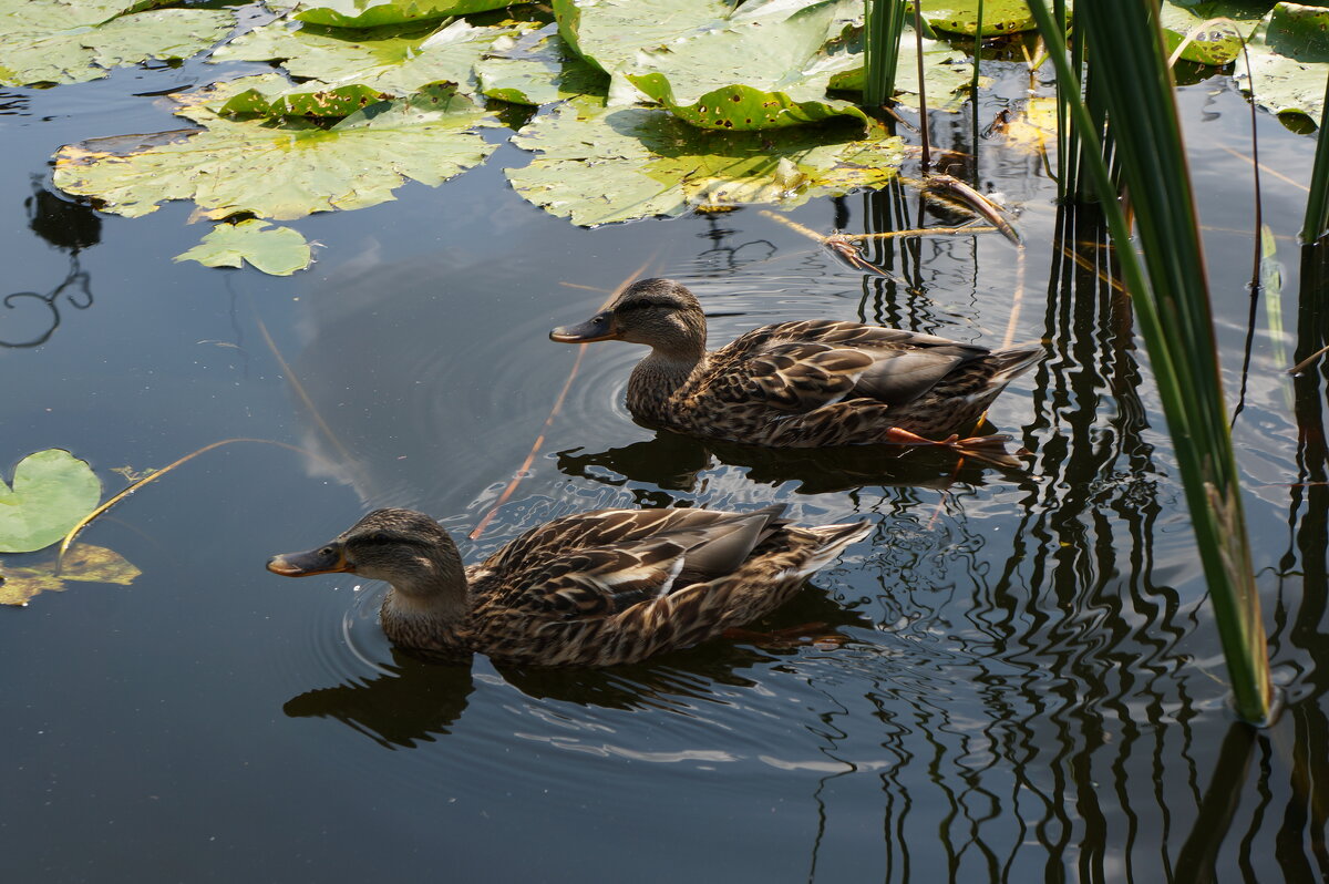 PRO уток.... - Алёна Савина PRO уток.... - Алёна Савина