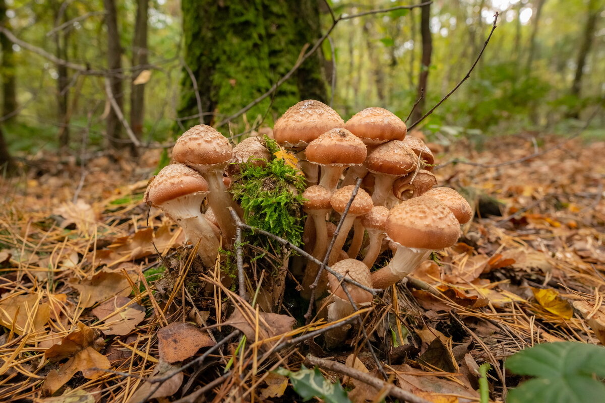 Опёночки... - Николай Гирш