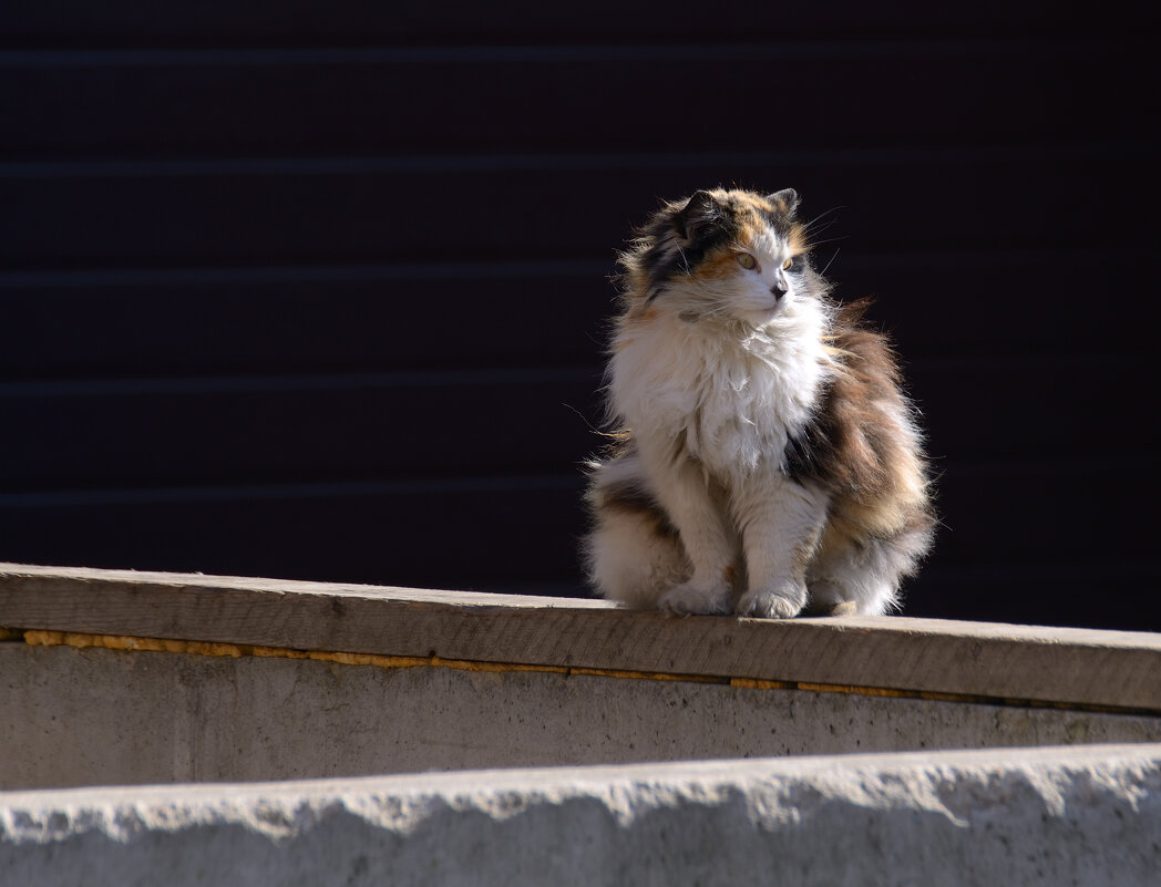 Кот. - Константин Белоногов