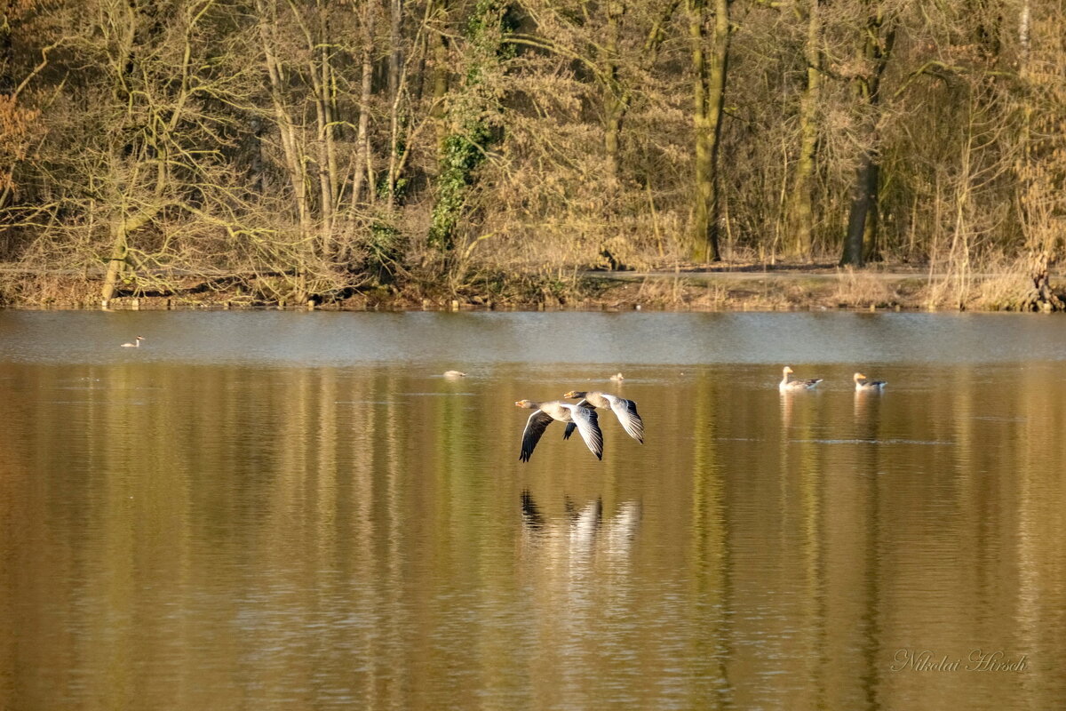 Летя над гладью.. - Николай Гирш Летя над гладью.. - Николай Гирш