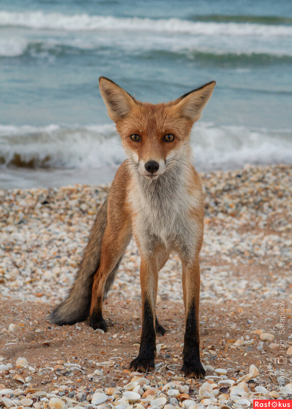 Портрет лисы на морском побережье - Игорь Сарапулов Портрет лисы на морском побережье - Игорь Сарапулов