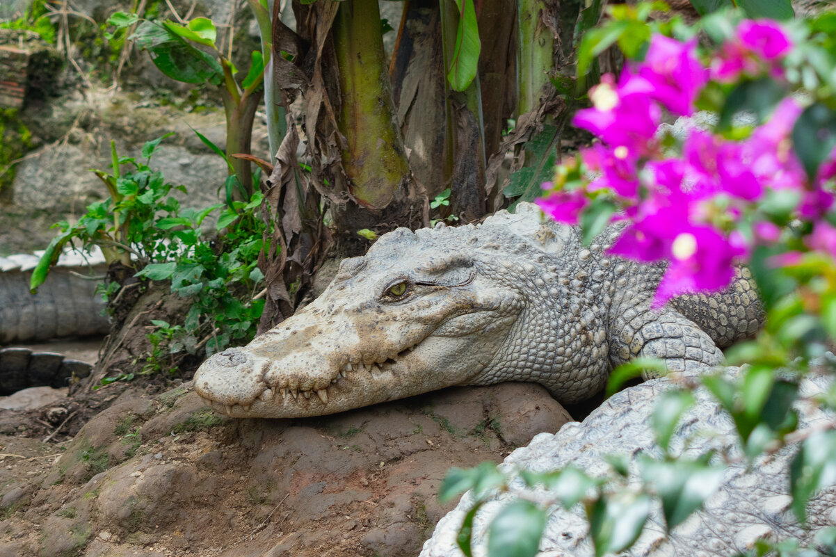 *** - Николай Чекалин *** - Николай Чекалин