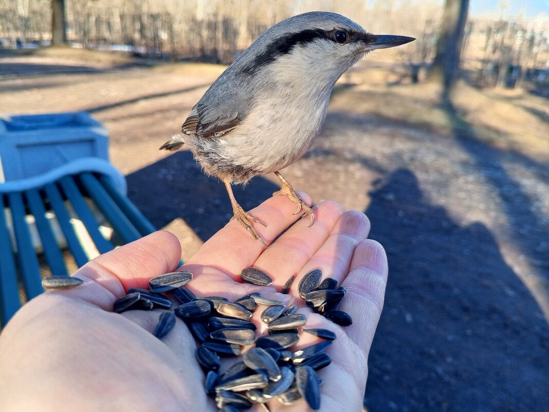 Поползень - Сапсан 