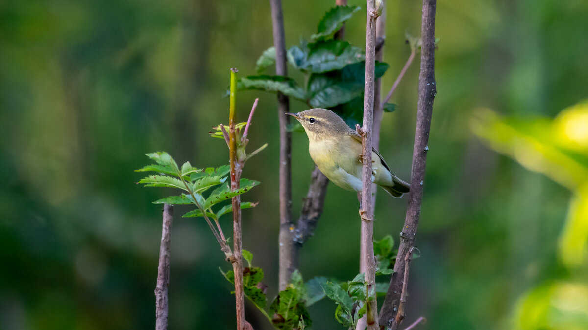 Пеночка - Владимир Лазарев