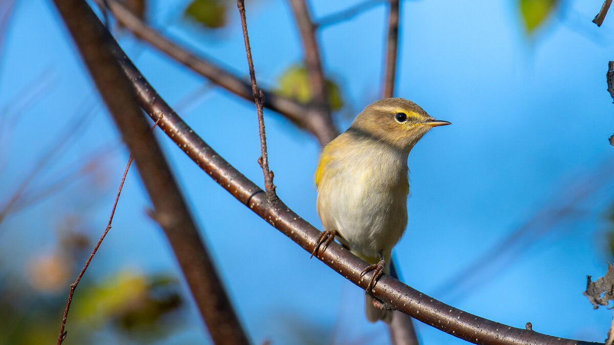 Пеночка - Владимир Лазарев