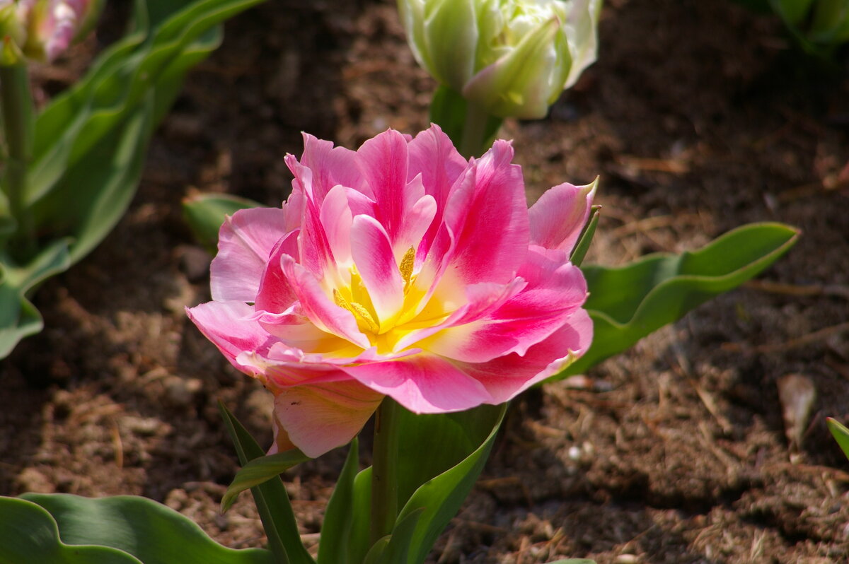 Весенние цветы - Ирэн 