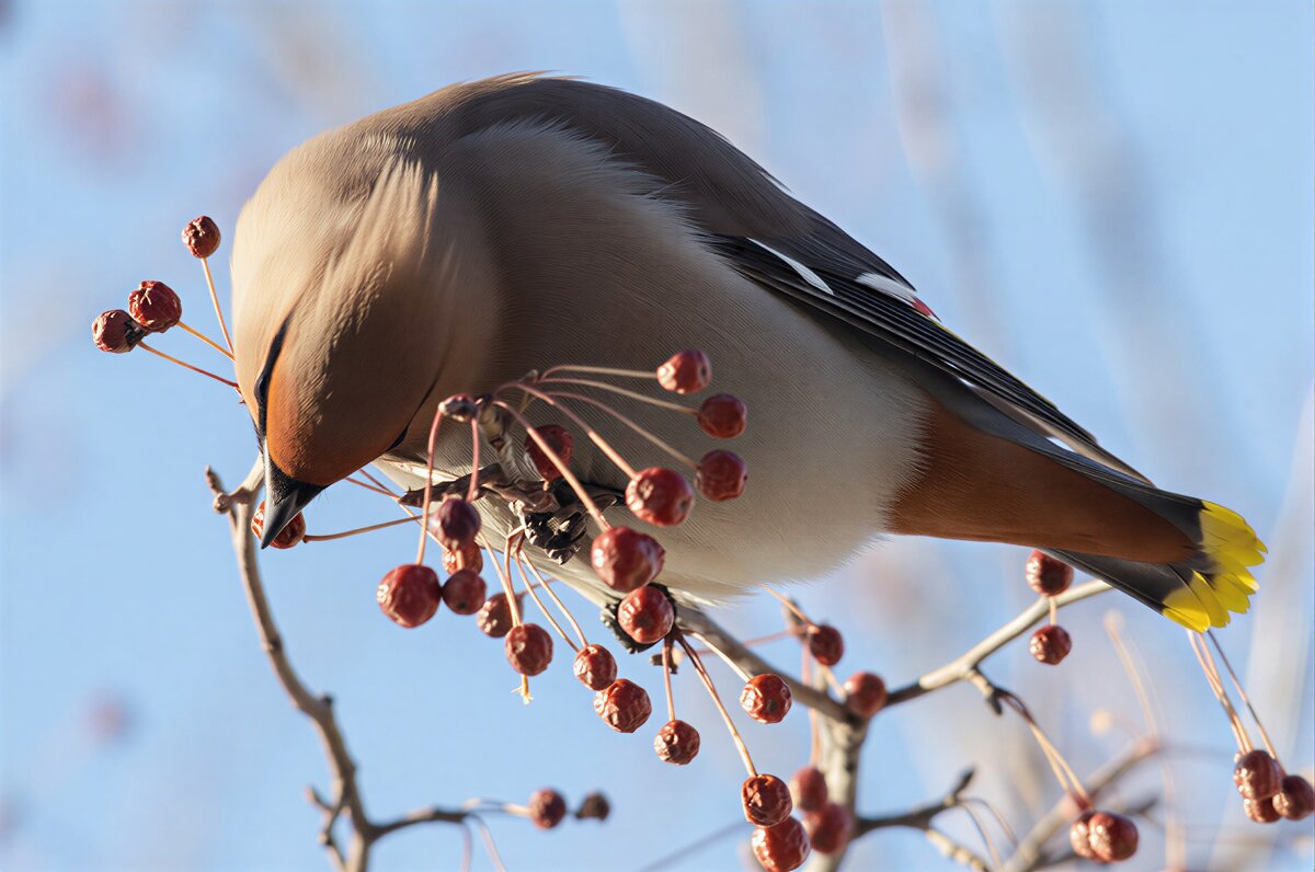 Свиристель - Виктор Иванович Чернюк