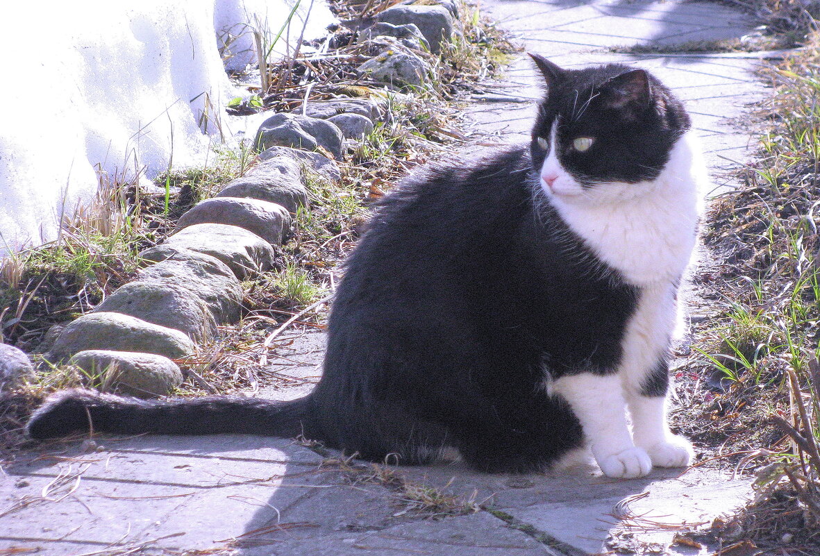Осматривает свои владенья - Людмила Смородинская Осматривает свои владенья - Людмила Смородинская