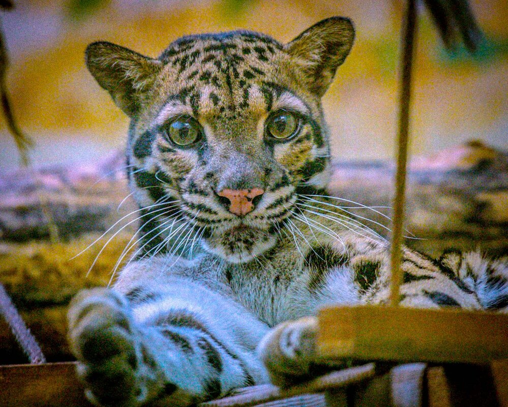 дымчатый леопард - Аркадий Лаптенко