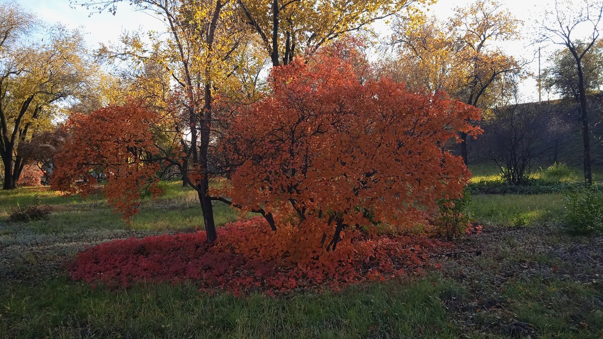 прекрасный октябрь - Елена Шаламова