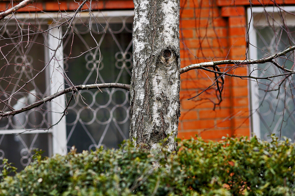 Зелень и берёза - Юрий Гайворонскiий