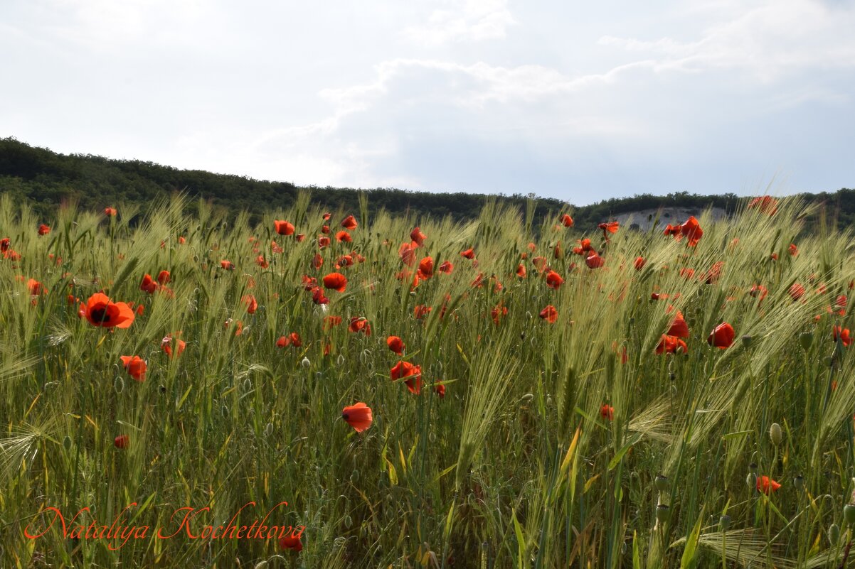 Природа Крыма - Изумительная Космея Природа Крыма - Изумительная Космея