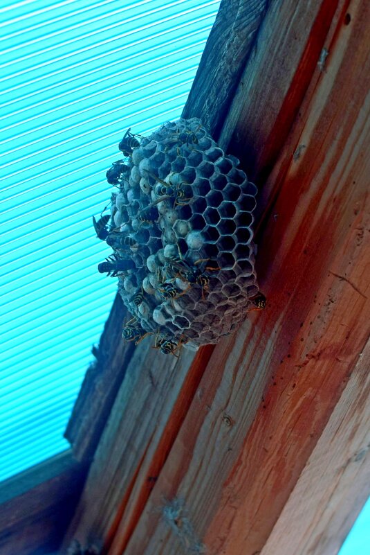 Семья ос. - ВикТор Быстров