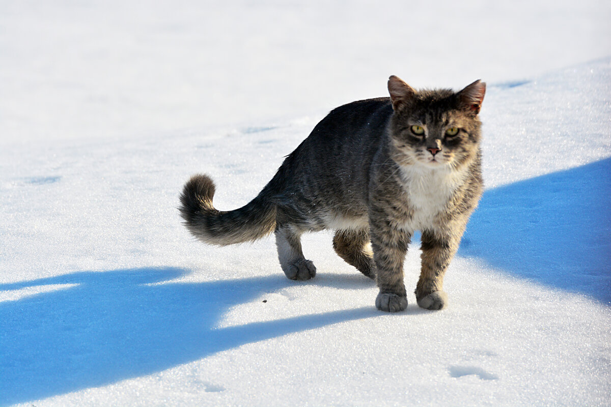 мартовский котик - леонид логинов мартовский котик - леонид логинов